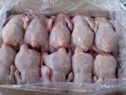 Куплю маточник (куры бройлеры)