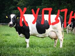 Куплю мясо говядины и конины