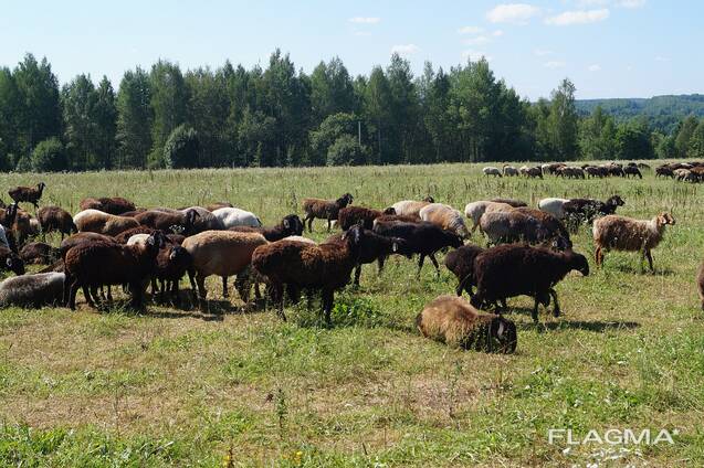 Куплю племенных баранов и овец эдильбаевской породы