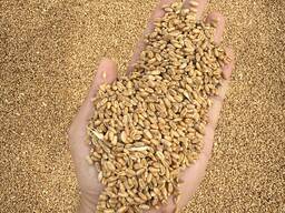 Куплю Пшеница 5 класс 5000 тон 4 класс 5000 тон