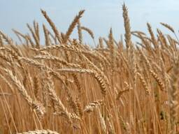 Куплю пшеницу 3 и 4 сорта, 10 000 – 20 000 тонн, FOB SAMUR