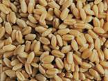 Куплю пшеницу без НДС - фото 1