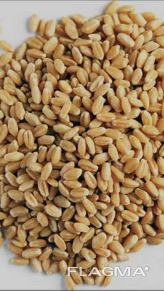 Куплю пшеницу без НДС