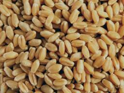 Куплю пшеницу без НДС