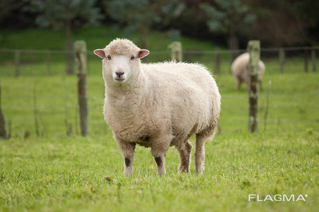 Куплю разделанных баранов оптом (1000 шт )