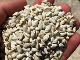 Куплю сафлор