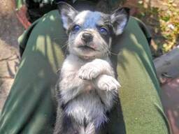 Куплю собаку чихуахуа