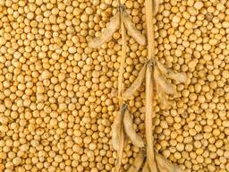 Куплю сою