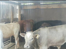 Куплю телят мясных