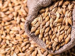 Куплю ячмень