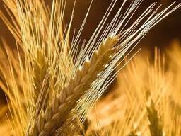 Куплю ячмень фуражный