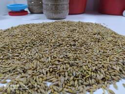 Куплю ячмень и лен, зачетный, приемка в элеватор Кенесары, Акмолинский облысть. Рядом Кок