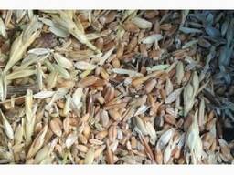 Куплю зерно отходы, сечку