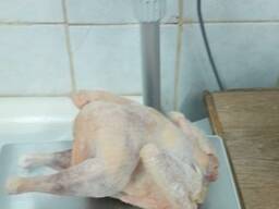 Курица несушка