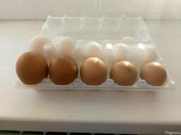 Яйца куриное оптом от Производителя. Категория Третья.