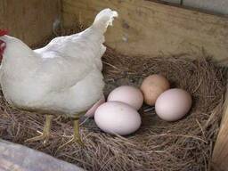 Куры несушки