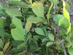 Лавровый лист оптом/ свежий и высушенный из Турции