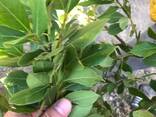 Лавровый лист оптом/ свежий и высушенный из Турции - фото 1