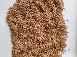 Лен коричневый