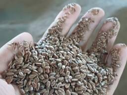 Лен масличный экспорт в Европу