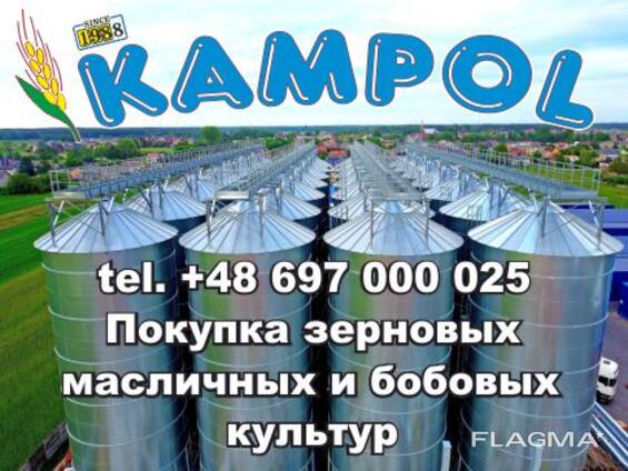 Редька куплю