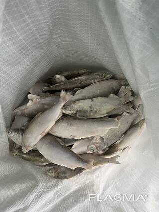 Личинка Пелчир