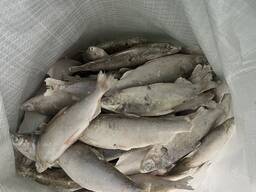 Личинка Пелчир