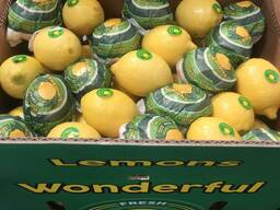 Лимон (Египет)