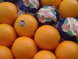 Апельсин экспорт из Турции