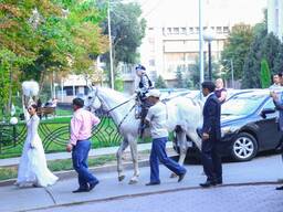 Лошадь, конь, пони, трон