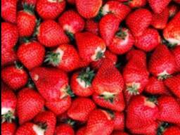 Жатақханадағы қыздар порно онлайн Үлкен әтештен конвульсиялық оргазм