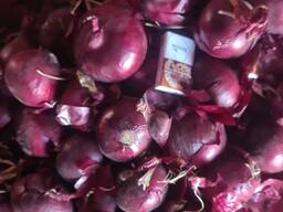 Лук фиолетовый, репчатый