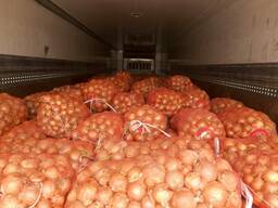 Лук оптом 34 тонн из Казахстана