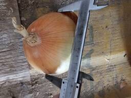 Лук репчатый