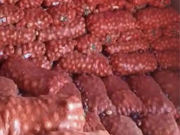 Лук репчатый