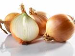 Лук репчатый - фото 1