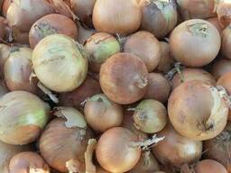 Лук репчатый
