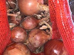 Лук (репчатый лук из Казахстана, урожай 2023) с документами на машине