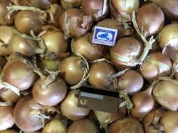 Лук репчатый, Манас F1.