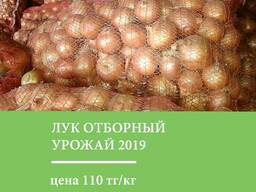 Лук (репчатый) Самый свежий урожай 2019 года, отборный лук