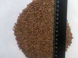 Лён коричневый