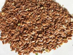 Лён масличный