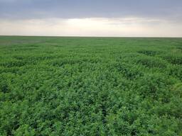 Баренбург жоңышқасы