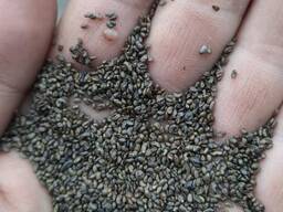 Люцерна Семиреченская