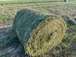 Люцерна ( жонышка) - ALFALFA - фото 1