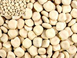 Люпин белый дега