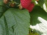 Малина - photo 3
