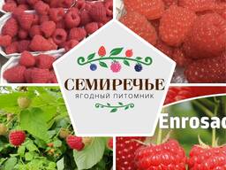 Малина "Энросадира"