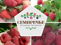 Малина "Соколица"
