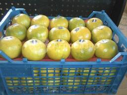 Мандарин Иран (цена включает доставку)